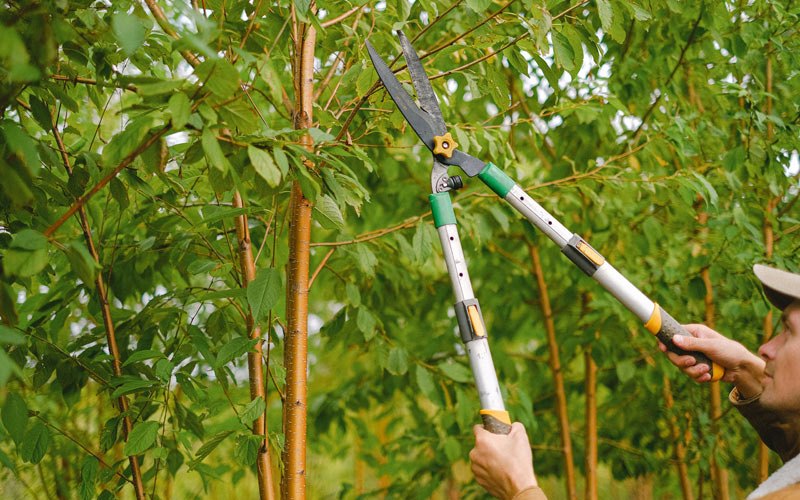 Tree trimming in Deer Park, WI