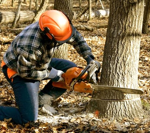 Tree Removal in Deer Park, WI